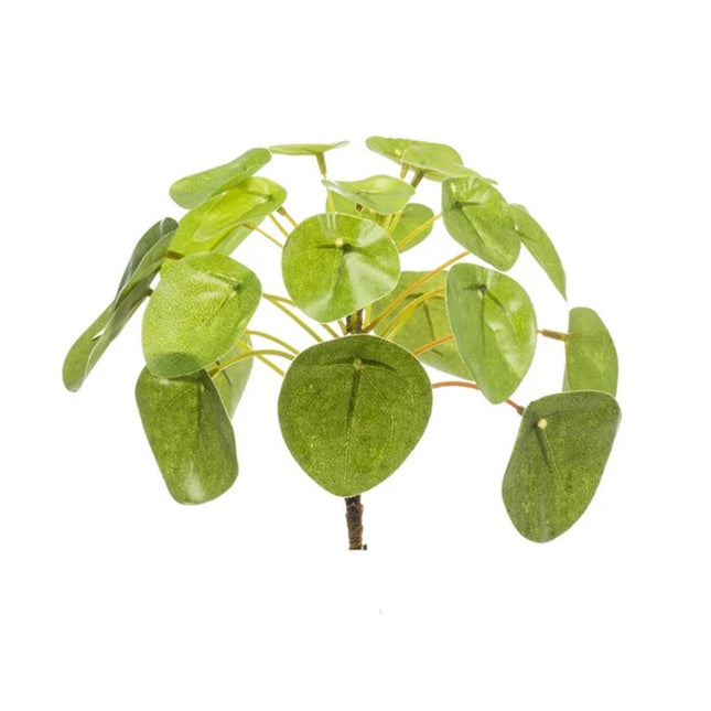 Chinesischer Geldbaum – Pilea Mini Busch – Zimmerpflanze – 13 cm – Kompakt & pflegeleicht – Grüner Blickfang für Tisch, Regal & Schreibtisch