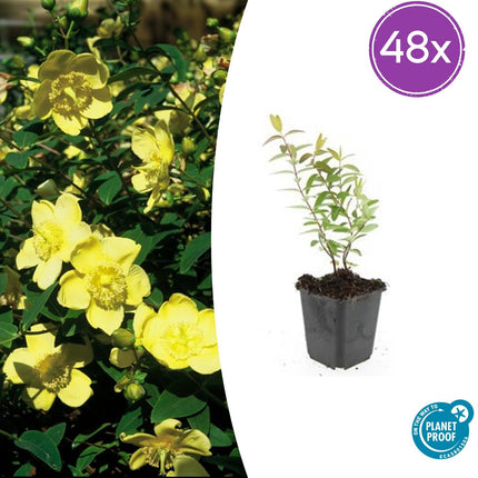Hypericum 'Hidcote' – 48 Pflanzen – ↕10-25cm – Ø9cm – Johanniskraut – Immergrün, winterhart & bienenfreundlich