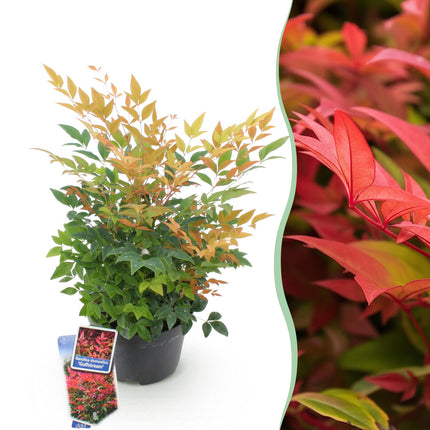 Heiliger Bambus Nandina Gulfstream – 17cm Höhe ca.45cm – Immergrün & farbwechselnd – Orangefarbenes Laub – Pflegeleichter dekorativer Zierstrauch