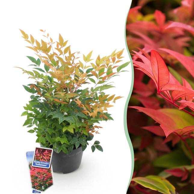 Heiliger Bambus Nandina Gulfstream – 17cm Höhe ca.45cm – Immergrün & farbwechselnd – Orangefarbenes Laub – Pflegeleichter dekorativer Zierstrauch