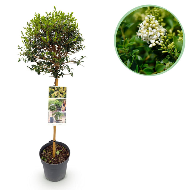 Ligustrum delavayanum Stamm-Pflanze – Immergrün – Pflegeleicht – Ø19 cm – Höhe ca. 90 cm – Sichtschutz & Stil für Terrasse & Balkon