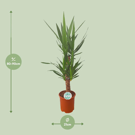 Palmlilie Yucca – 90cm Ø21cm – Pflegeleichte Zimmerpflanze mit schwertförmigen Blättern – Robuste Grünpflanze für helle & halbschattige Standorte