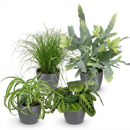 Zimmerpflanzen Set – Chlorophytum Cyperus Phlebodium Maranta – 4er Set im grauen Topf Ø12cm Höhe25cm – Haustierfreundliche Grünpflanzen