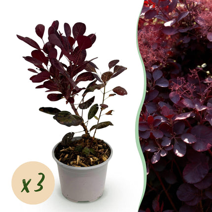 Cotinus coggygria Lilla – 3 Pflanzen – 12cm – Höhe ca. 35cm – Laubabwerfender Perückenstrauch mit lila Sommerblüten & purpurrotem Laub