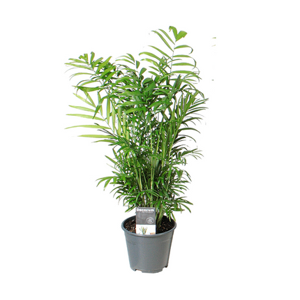 Chamaedorea Elegans – Zimmerpflanze – Ø14cm – 55cm hoch – Luftreinigend – Pflegeleicht & dekorativ