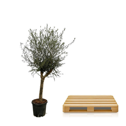 Olivenbaum Olea Lorc – ca. 200cm hoch – Ø45cm – Mediterrane Zimmer- & Gartenpflanze – Immergrün & pflegeleicht – Für sonnige Standorte