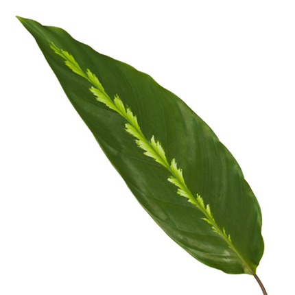 Calathea Maui Queen – 35cm – Ø12cm – Exotische Korbmarante mit dekorativ gemusterten Blättern – Luftfeuchtigkeitsliebend & dekorativ