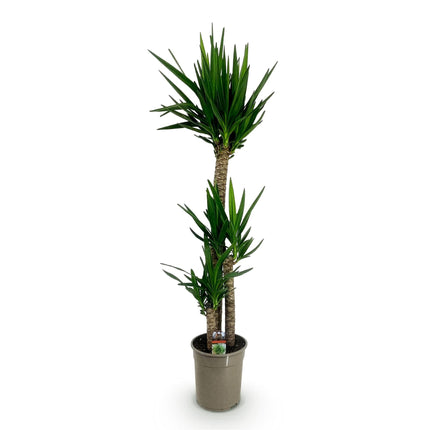Palmlilie Yucca Elephantipes – 140cm – 24cm – Pflegeleichte Palmlilie mit schmalen, grünen Blättern