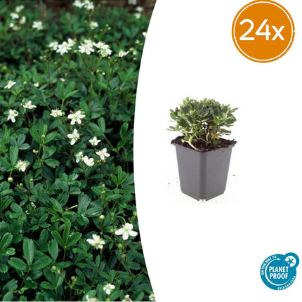 Potentilla tridentata 'Nuuk' – 24 Pflanzen – ↕10-25 cm – Ø9 cm – Winterharter Fingerstrauch – Immergrün & Pflegeleicht – Bienenfreundlich – Steingarten & Beete