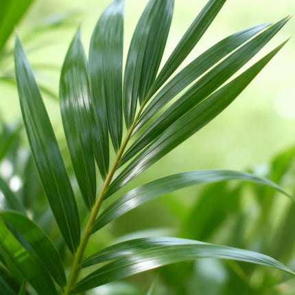 Howea Forsteriana Kentia Palme Zimmerpflanze inkl. Naturkorb