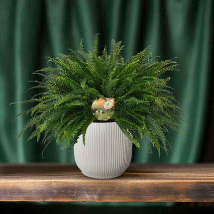 Nephrolepis 'Green Lady' – Bostonfarn Zimmerpflanze – Ø19cm – ca. 60cm hoch – Luftreinigend & pflegeleicht