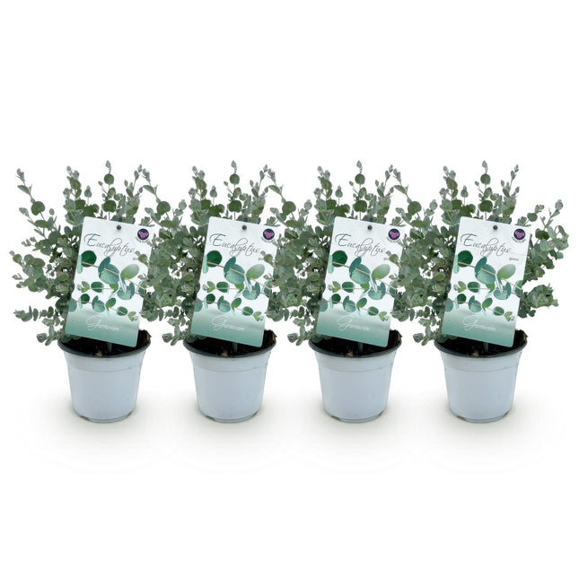 Eukalyptusbaum - Eukalyptus gunnii - Grau - 4 Pflanzen - Terrassenpflanze - Winterhart - 14cm Höhe 30cm