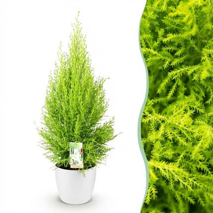 Cupressus Gold Crest Wilma Zimmerpflanze Mit Weißem Topf Ø21cm Höhe ca.85-95cm Zimmerkonifere Pflegeleicht Grünpflanze für Zimmer & Büro & Innenraum