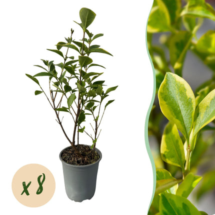 Ovalblättriger Liguster Ligustrum ovalifolium Aureum – Immergrüne Heckenpflanzen – 8 Pflanzen – 1 m – 9 cm Höhe 35–40 cm – Gelb-Grün – Pflegeleicht