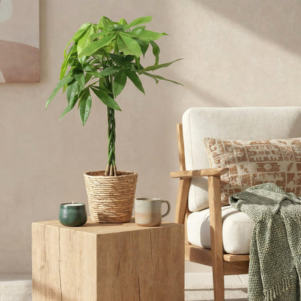 Pachira Aquatica mit geflochtenem Stamm – 80-90cm – 21cm – Inklusive Korb – Pflegeleichter Geldbaum – Luftreinigende Grünpflanze
