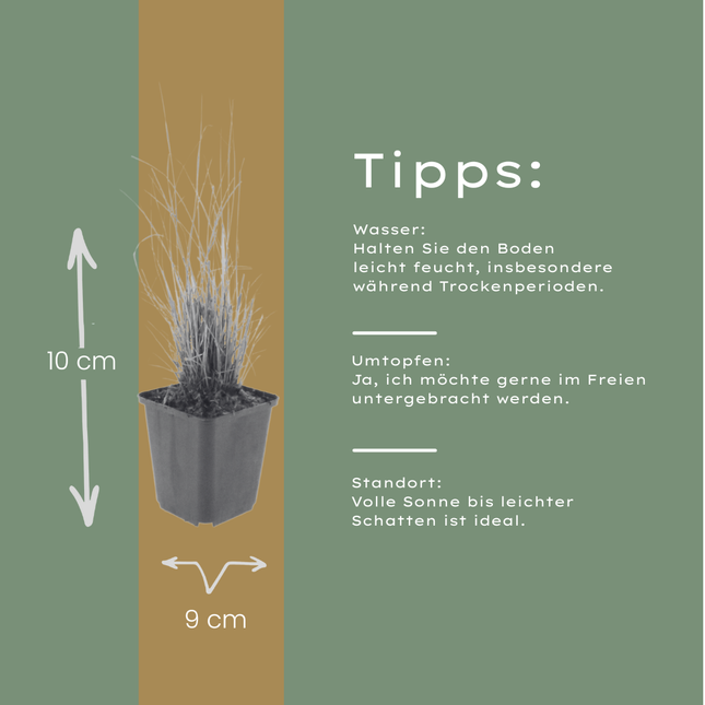 Calamagrostis brachytricha – 6 Pflanzen Diamantgras – 10-25cm – Ø9cm – Ziergras mit rosafarbenen Blütenrispen