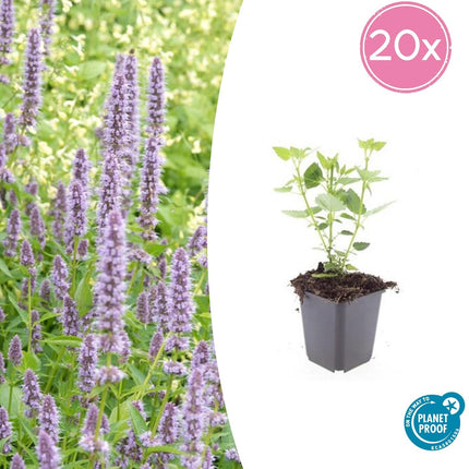 Asiatische Duftnessel Agastache 'Blue Fortune' – ↕10-25cm – Ø9cm – 20 Pflanzen – Lavendelblau – Schmetterlingsfreundlich – Sommerblüte – Pflegeleicht