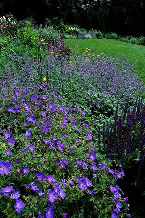 Storchschnabel Geranium 'Johnson's Blue' – ↕10-25cm – Ø9cm – 6 Pflanzen – Winterharte Staude & Bodendecker – Leuchtend blaue Blüten