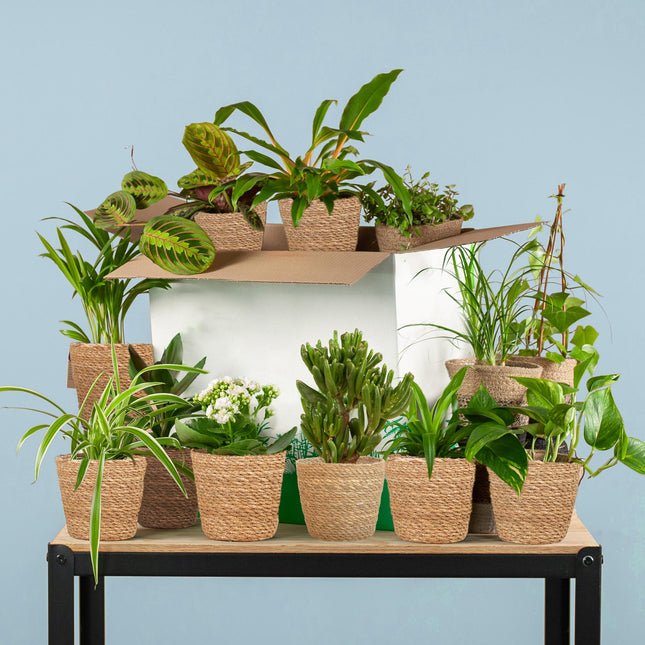 Zimmerpflanzen 12er Set – Save Me Box – Überraschungs-Zimmerpflanzen mit Korb Sofia – Pflegeleicht & Natürlich