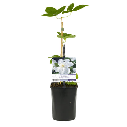 Kletterpflanze Clematis Madame Le Coultre – Cremig weiße Blüten – Wenig Pflege – 2 Pflanzen – 11 cm Höhe 40 cm – Für Garten, Terrasse & Pergolen