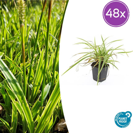 Carex morrowii 'Aureovariegata' – Japan-Segge – 48 Pflanzen – gelb-grün panaschiertes Ziergras – Ø9cm – ↕10–25cm – schattentolerant – winterhart – pflegeleicht
