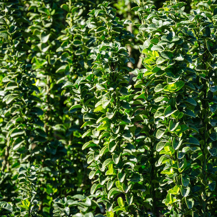 Japanischer Spindelstrauch Euonymus japonicus Green Spire – Heckenpflanze – Blatt Grün – 6 Pflanzen – 1  Meter – Immergrün – 17 cm Höhe 40 cm – Pflegeleicht & Sonnentolerant