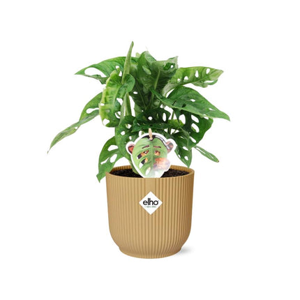 Monstera Monkey Leaf – Fensterblatt – Ø14cm Gelber Vibes Fold Topf – Tropische Zimmerpflanze – Luftreinigend & pflegeleicht – Swiss Cheese Plant