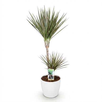 Dracaena Marginata Bicolor Pflanze Mit Weißem Topf Ø21cm Höhe ca.90-100cm Drachenbaum Pflegeleicht Grün Braun Großpflanze Für Zimmer Büro &