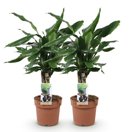 Dracaena fragrans Steudneri – 2 pflegeleichte Drachenbäume – 50-55cm – 17cm – Robust & luftreinigend