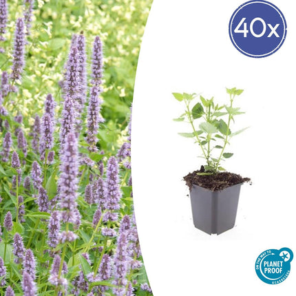 Asiatische Duftnessel Agastache 'Blue Fortune' – ↕10-25cm – Ø9cm – 40 Pflanzen – Lavendelblau – Bienen- & Schmetterlingsfreundlich – Sonniger Standort
