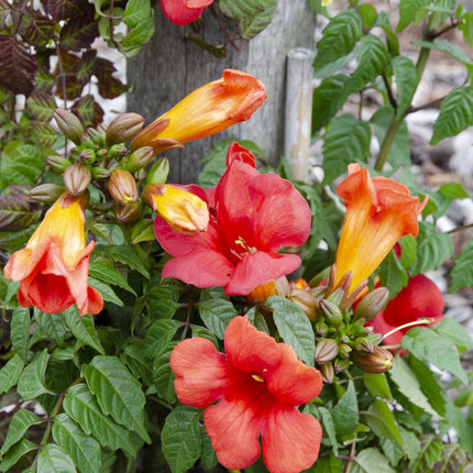 Campsis Summer Jazz 'Fire Trumpet' – Trompetenblume – Kletterpflanze – Ø15 cm – ↨65 cm – 2 Pflanzen – Rote Blüten – Selbstklimmend – Spätsommerblüher