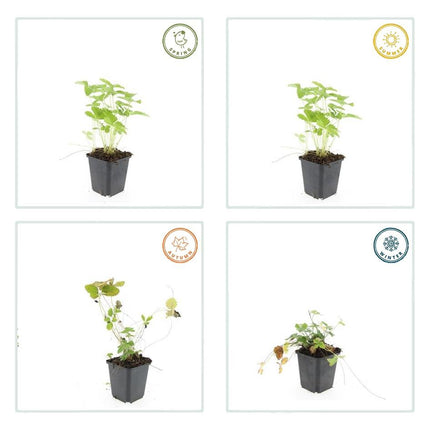 Wald – Erdbeere – Fragaria vesca – ↑10-25cm – Ø9cm – 12 Pflanzen – Bodendecker, essbare Früchte, pflegeleicht & winterhart