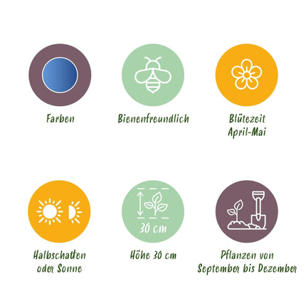 Blumenzwiebeln Hyacinthoides non-scripta – 20 Blumenzwiebeln – Blaue Glockenblumen – Frühblüher für Beet, Balkon & Terrasse – Pflegeleichte Frühlingsblumen