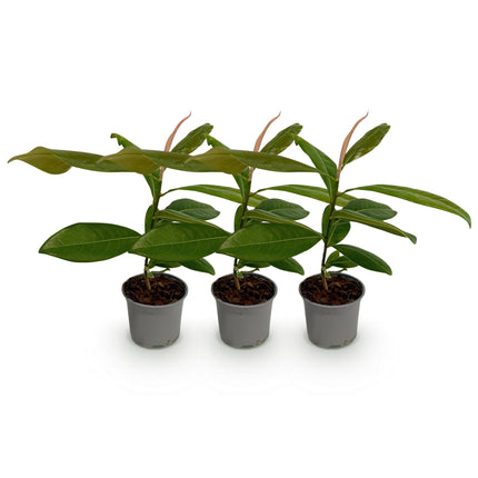 Magnolia grandiflora – 3 Pflanzen – 12cm – Höhe ca. 30cm – Immergrüne Magnolie mit großen cremeweißen Sommerblüten für Beet, Balkon & Terrasse