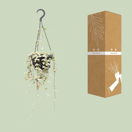 Leuchterblume Ceropegia woodii ssp. woodii – String of Hearts – Hängende Zimmerpflanze – Ø14cm – ↕50cm – Pflegeleicht & dekorativ