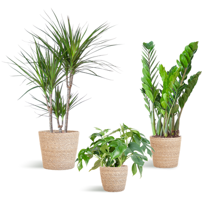 Schattenpflanzkasten – Zimmerpflanzen-Mix – Mit Sofia-Korb – Monstera Minima, Zamioculcas Zamiifolia & Dracaena Marginata – Halbschatten – Pflegeleicht & dekorativ