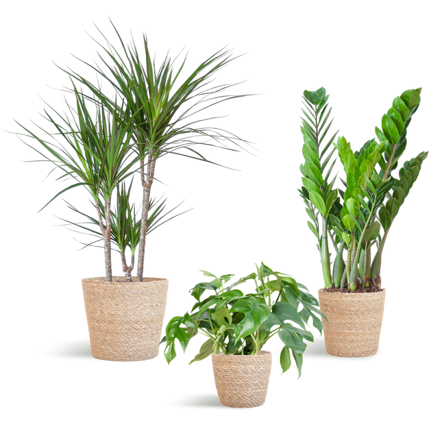 Schattenpflanzkasten – Zimmerpflanzen-Mix – Mit Sofia-Korb – Monstera Minima, Zamioculcas Zamiifolia & Dracaena Marginata – Halbschatten – Pflegeleicht & dekorativ
