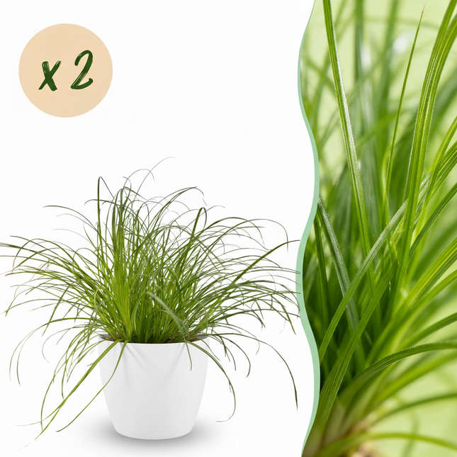 Cyperus Alternifolius Zumula Katzengras Pflanze 2er Set mit weißem Topf Ø12cm Höhe 20cm Haustierfreundliche Grünpflanze pflegeleicht für Zimmer & Büro