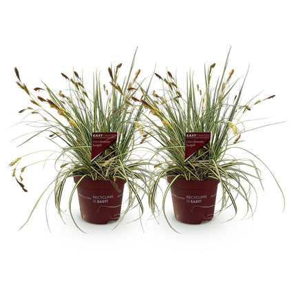 Ziergras Carex oshimensis 'Evergold' – Immergrün – 2 Pflanzen – Ø17 cm – Höhe 50 cm – Gelb-Grün gestreift – Pflegeleicht – Für Sonne & Schatten – Beet, Balkon & Kübel