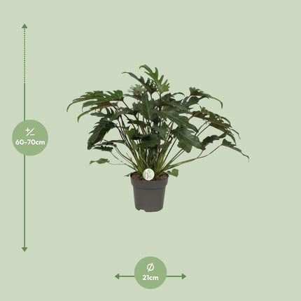 Philodendron Xanadu – Zimmerpflanze – Ø21 cm – ↕65 cm – Üppige grüne Blätter – Pflegeleicht