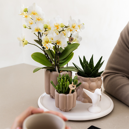 Geschenkset „Slow Living“ – Weiße Phalaenopsis Orchidee mit 2–3 Trieben & 2 Grünpflanzen – Beige Keramiktöpfe auf weißem Tablett – Dekoratives Pflanzenset für Ruhe & Entspannung