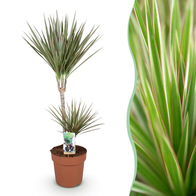 Dracaena Marginata Bicolor – 90-100cm 21cm – Pflegeleichter Drachenbaum in Grün – Braun mit zweifarbigen Blättern für modernes Interieur