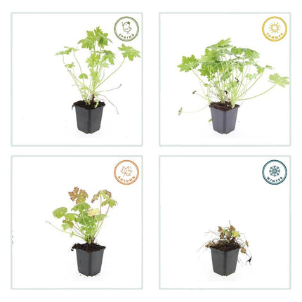 Balkan – Storchschnabel – Geranium macrorrhizum – Ø9cm – 10-25cm – 12 Pflanzen – winterhart, pflegeleichter Bodendecker