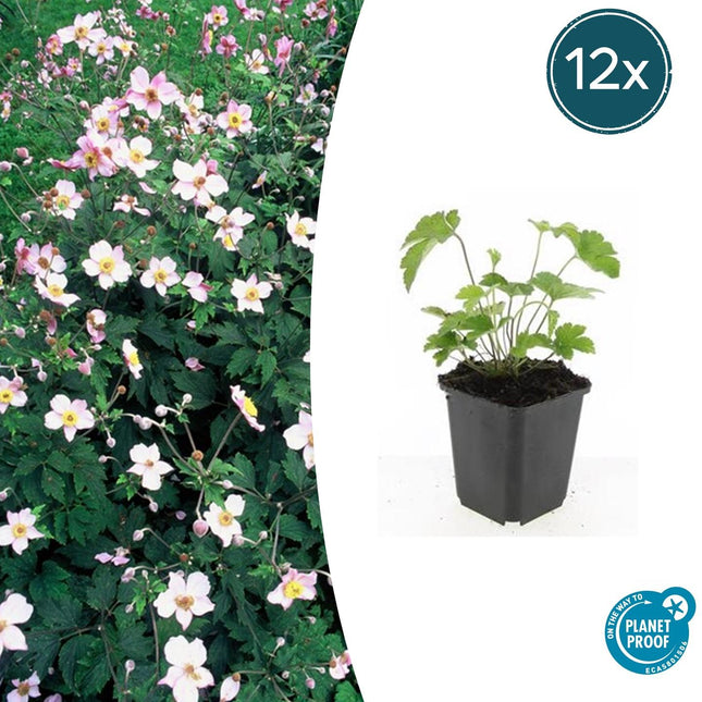 Filzige Herbst – Anemone tom. 'Robustissima' – ↕10-25cm – Ø9cm – 12 Pflanzen – Purpurblau – Sommer & Herbstblüher – Halbschatten – Pflegeleicht