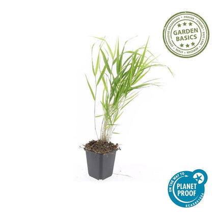 Japan-Zwergschilf Hakonechloa macra – ↕10-25cm – Ø9cm – 6 Pflanzen – Elegantes, winterhartes Ziergras für schattige Gärten – Bodendecker & Gartendekoration