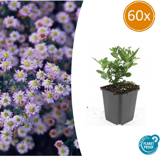 Wild – Aster ageratoides 'Stardust' – ↕10-25cm – Ø9cm – 60 Pflanzen – Herbstblüher & Bienenfreundlich – Weiße Sternblüten – Sonne & Halbschatten