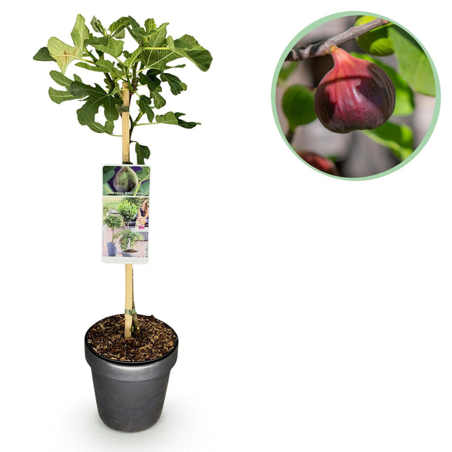 Feigenbaum Ficus carica 'Brown Turkey' – Stamm-Pflanze – Höhe ca. 90 cm – Ø19 cm – Obstpflanze für Terrasse & Garten – Essbare Früchte – Pflegeleicht & robust