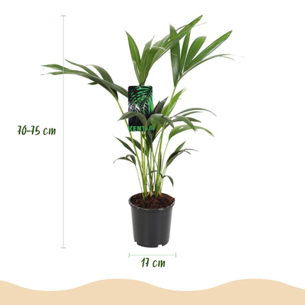 Howea Forsteriana – Kentia – Palme – 70-75cm – 17cm – Pflegeleichte Zimmerpalme mit eleganten Wedeln