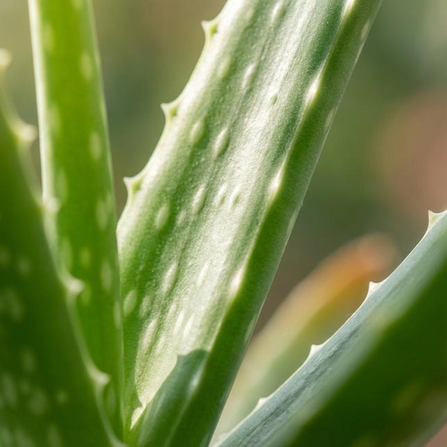 Aloe Vera – 2 Pflanzen – Ø10,5cm – Höhe 35-40cm – Pflegeleichte Sukkulente – Heilpflanze mit fleischigen Blättern – Ideal für Fensterbank & Wohnraum