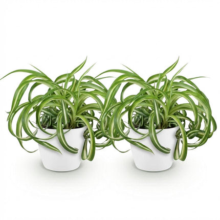 Chlorophytum Comosum Bonnie Lockige Graslilie – 2er Set Zimmerpflanzen im weißen Topf Ø12cm Höhe20cm – Haustierfreundliche Grünpflanze